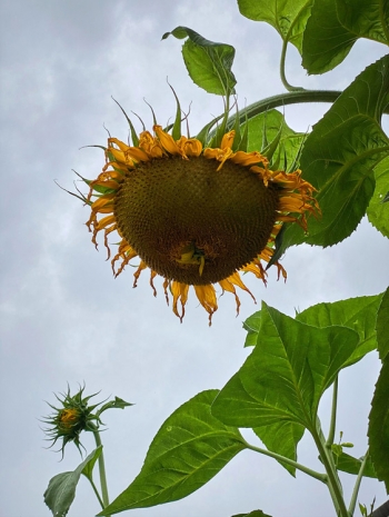 Roe Ethridge, Bent Sunflower in School Garden, 2020 , Gagosian