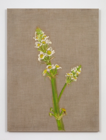 Marcia Schvartz , Flor (Flower), 2005 , Bortolami Gallery