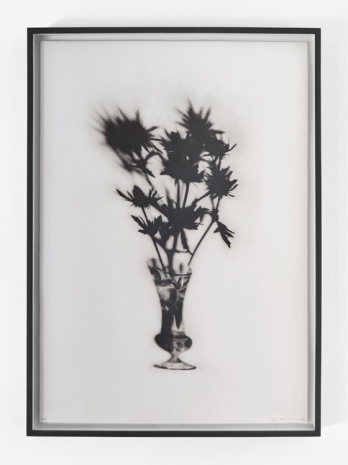 Cornelia Parker, Cut Glass and Thistles, 2019 , Wilde