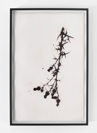 Cornelia Parker, Thistle from the North, 2015 , Wilde