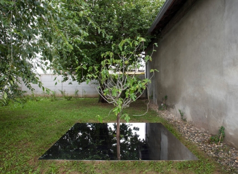 Henrik Håkansson, A Tree Mirrored (Ficus carica), 2021, Galleria Franco Noero