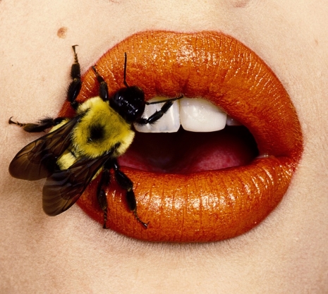 Irving Penn, Bee (A), 1995 , Cardi Gallery