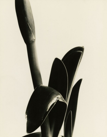 Imogen Cunningham, Amaryllis, 1933, Howard Greenberg Gallery