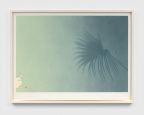 Ching Ho Cheng, Untitled (Palmetto Series), 1981 , David Zwirner