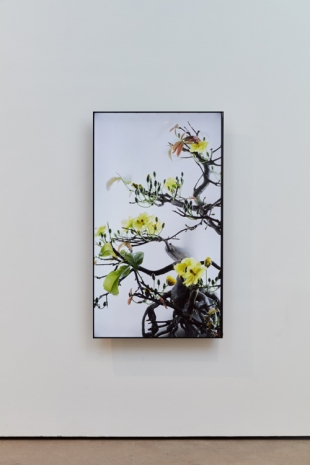 Wu Chi-Tsung, Still Life 014 - Yellow Mai flower, 2020 , Sean Kelly