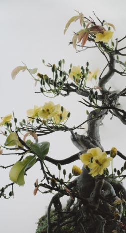 Wu Chi-Tsung, Still Life 014 - Yellow Mai flower, 2020 , Sean Kelly