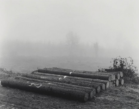 Keith Arnatt, from the series: The Forest, 1985-86, Maureen Paley