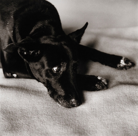 Peter Hujar , Clarissa Dalrymple's Dog, Kirsten, 1984 , Mai 36 Galerie