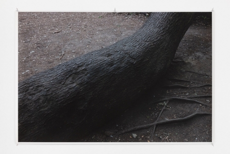 Wolfgang Tillmans, Heath Fuck tree, London, 2020 , Regen Projects