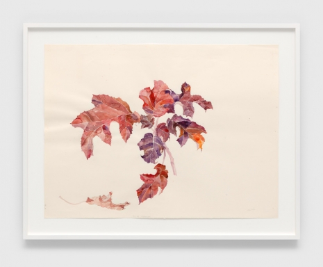 Ruth Asawa, Hydrangea (WC.273, Hydrangea Leaves), 1984 , David Zwirner