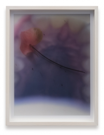 Ketuta Alexi-Meskhishvili , Pink Anthurium Pharynx, 2020 , galerie frank elbaz