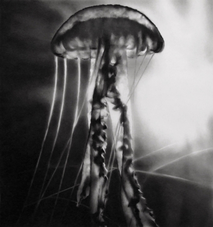 Robert Longo, Study of Jellyfish, 2013 , MESTRE PROJECTS