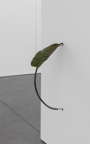 Tania Pérez Córdova, Anthurium, 2022 , Art : Concept