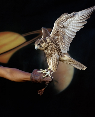 Awol Erizku, Falcon (wings), 2022, Gagosian