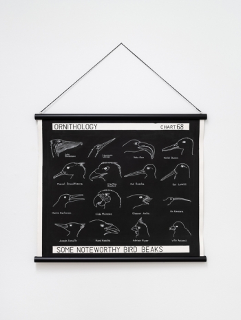 Mark Dion, Some Noteworthy Bird Beaks, 2022 , Tanya Bonakdar Gallery