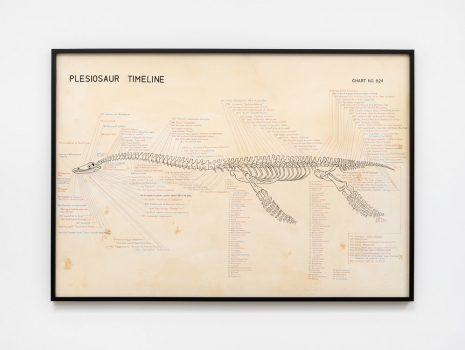 Mark Dion, Plesiosaur Timeline, 2020 , Tanya Bonakdar Gallery