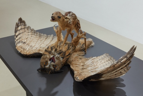 Nasan Tur, Taxidermic animal couple 'Agony Roe - Owl', 2022 , KETELEER GALLERY