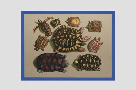 Gabriela Bettini, Large and Small Turtles from America, Ceylon and Amboina, 2021, Sabrina Amrani