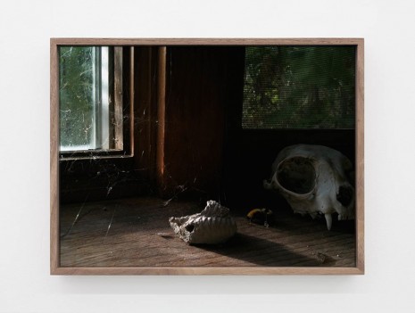 Michel Auder, Dead Bee, 2012, Office Baroque