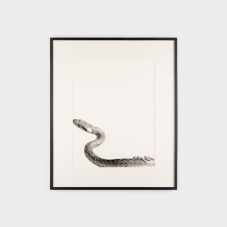 Fabien Mérelle , Sur la voie de l’encre, la vie serpentine, 2021 , KETELEER GALLERY