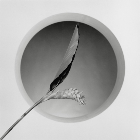 Robert Mapplethorpe , Flower, 1986 , Mai 36 Galerie