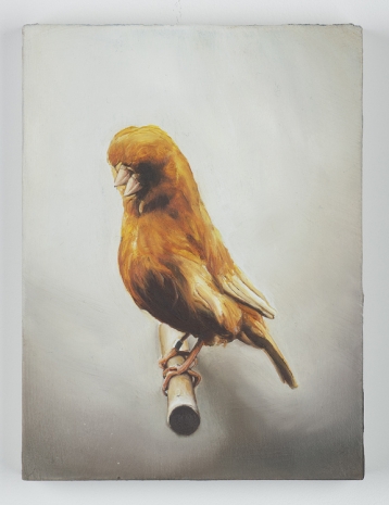 Léopold Rabus , Canari 4 (oiseau de cage et de volière), 2022 , Wilde