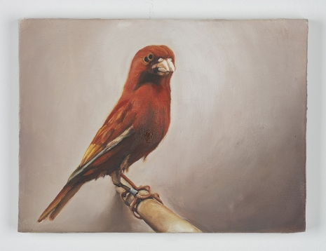 Léopold Rabus , Canari 7 (oiseau de cage et de volière), 2022 , Wilde