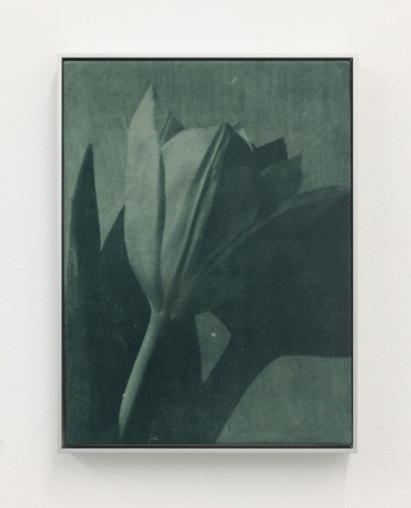 Poppy Jones, Green Tulip, 2022 , Mai 36 Galerie