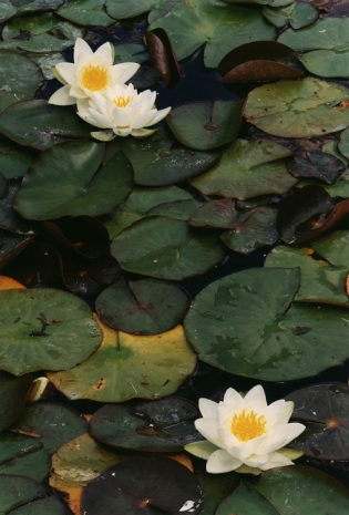 Thomas Struth , Three White Water Lilies, N° 52, Dusseldorf, 1993 , Monica De Cardenas