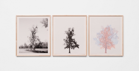 Charles Gaines, Pecan Trees: Set 3, 2022 , Hauser & Wirth