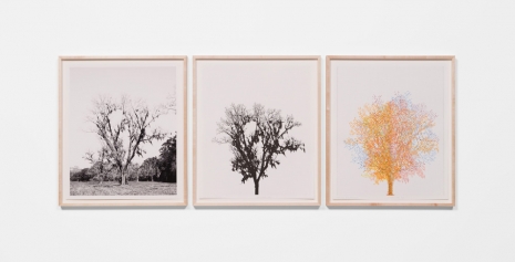 Charles Gaines, Pecan Trees: Set 5, 2022 , Hauser & Wirth