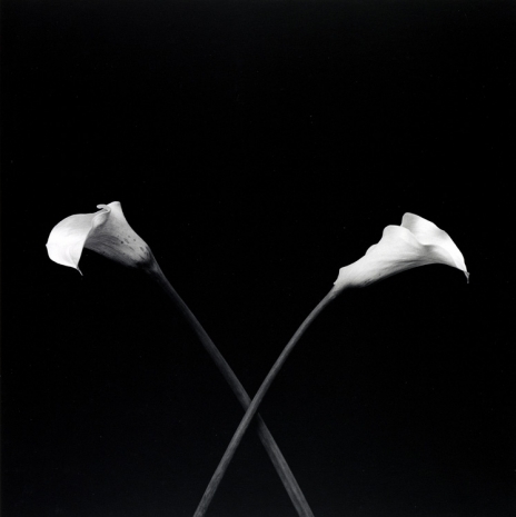 Robert Mapplethorpe , Calla Lilies, 1983 , Mai 36 Galerie