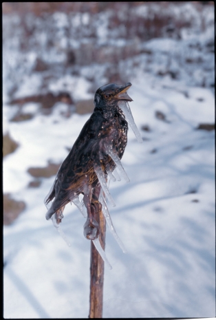 Lois Weinberger , Frozen Starling, 1996 , KETELEER GALLERY