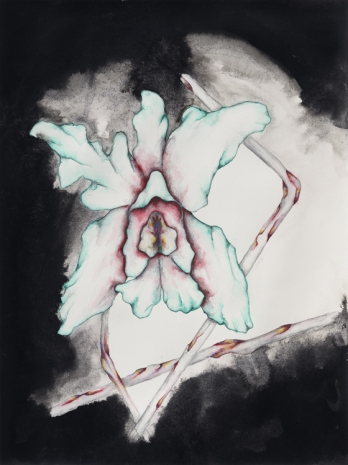 Grace Schwindt, Cattleya Labiata, 2023 , Zeno X Gallery