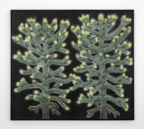 Andrew Sim, portrait of two monkey puzzle trees (with spring growth), 2023 , The Modern Institute