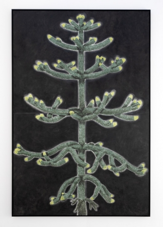 Andrew Sim, portrait of a monkey puzzle tree (Glasgow), 2023, The Modern Institute