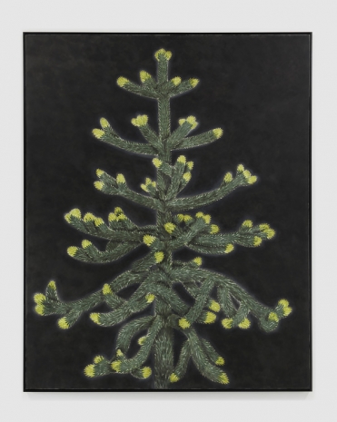 Andrew Sim, A monkey puzzle tree with spring growth, 2023 , Anton Kern Gallery