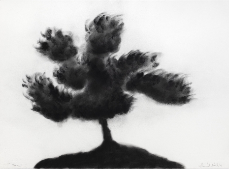 David Nash , Tree, 2022 , Galerie Lelong & Co.