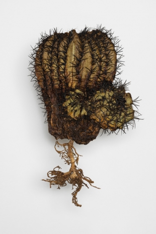 Julius von Bismarck, I like the Flowers (Cactus 1), 2023 , Sies + Höke Galerie