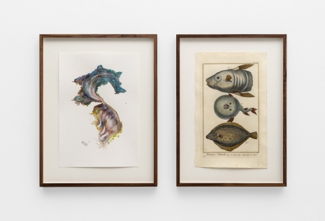 Anri Sala , Untitled (Korea/Le Turbot, L’Orbis, La Mole), 2023, Galerie Chantal Crousel