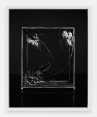 Sarah Jones, Vitrine (Orchid) (I), 2023 , Anton Kern Gallery