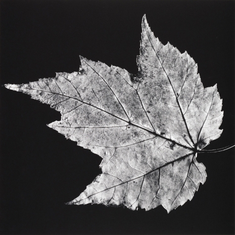 Robert Mapplethorpe, Leaf, 1987 , Alison Jacques