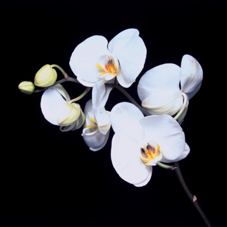 Robert Mapplethorpe, Orchid, 1989 , Alison Jacques