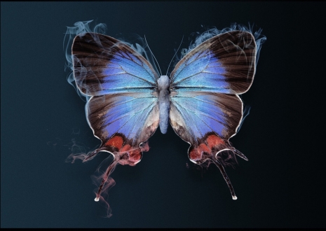 Vincent Fournier  , Butterfly fragant, , Au Cube