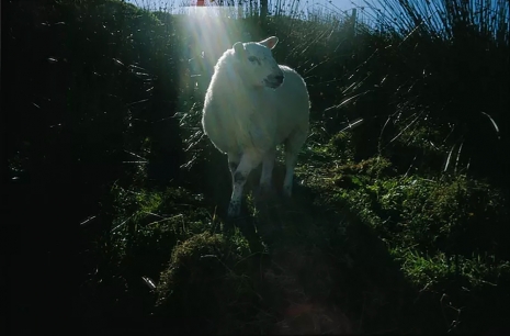 Nan Goldin, Holy sheep, Rathmullen, Ireland, 2002 , Gagosian