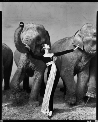 Richard Avedon, Dovima with elephants, evening dress by Dior, Cirque d’Hiver, Paris, August 1955, , Gagosian