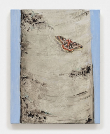 Tanya Merrill, Cecropia moth, white birch, 2024 , 303 Gallery