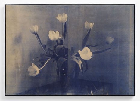 Poppy Jones, White Tulips (Tuesday), 2024 , Herald St