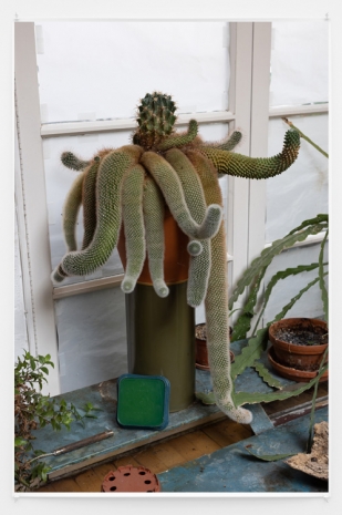 Wolfgang Tillmans, My 25 Years Old Cactus, 2023 , Galerie Buchholz