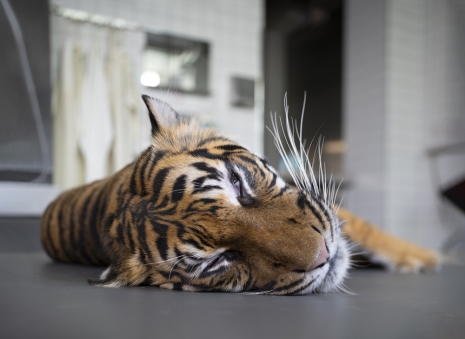 Thomas Struth, Sumatra-Tiger (Panthera tigris sumatrae), Leibniz IZW, Berlin, 2022 , Marian Goodman Gallery